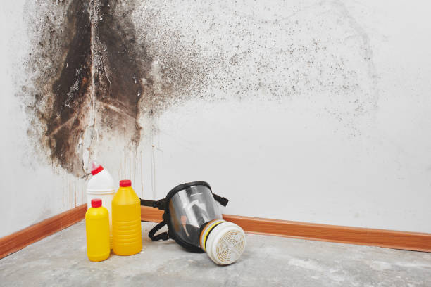 Best Commercial Mold Removal  in Adelphi, MD