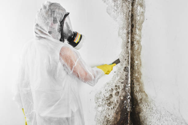 Best Attic Mold Removal  in Adelphi, MD