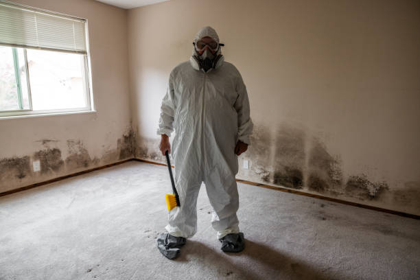 Mold Removal Process in Adelphi, MD