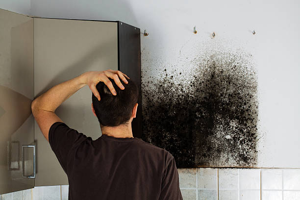 Best Mold Removal and Inspection  in Adelphi, MD