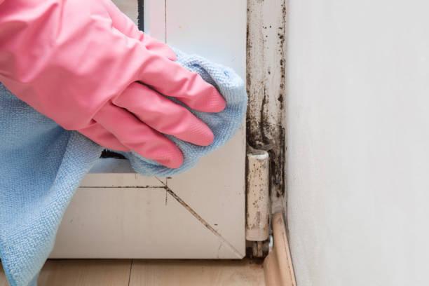 Best Mold Damage Repair  in Adelphi, MD